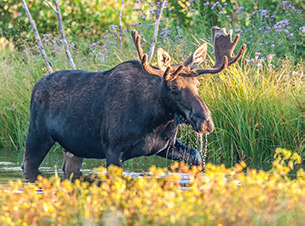 Majestic moose walking down a river in the Boundary Waters, MN.